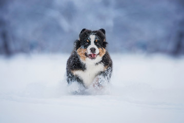 Bernese mountain puppy running in the snow in winter
