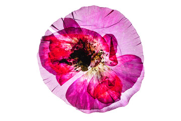 poppy flower on the white