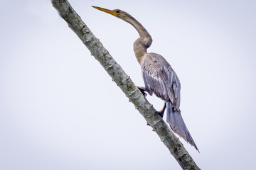 Anhinga in the jungle of Surinam