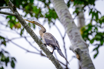 Anhinga in the jungle of Surinam
