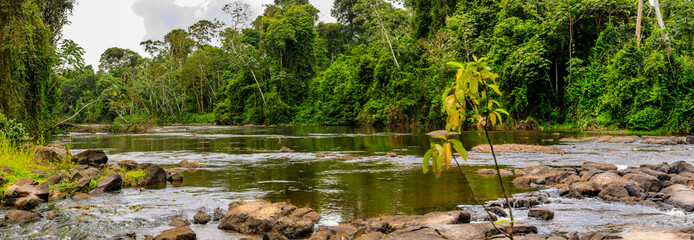 Fototapeta na wymiar The beautiful nature of Surinam