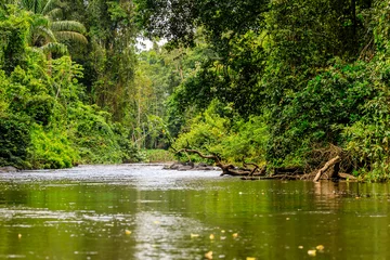 Foto auf Leinwand The beautiful nature of Surinam © Rene