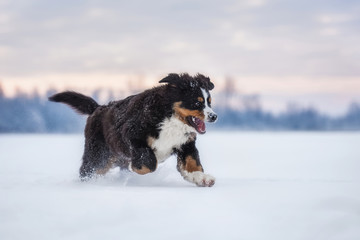 Bernese mountain dog playing in winter