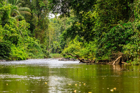 The beautiful nature of Surinam