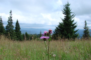 The landscape of the flowering vegetation of alpine meadows at the foot of the mountain forest.
