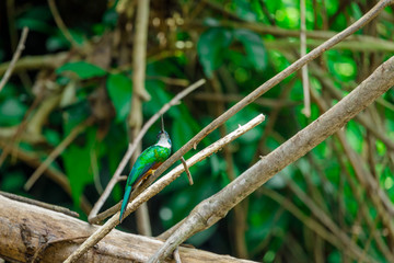 Hummingbird in the jungle of Surinam