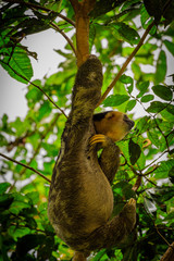 Sloth in the jungle of Surinam
