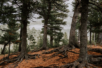Fototapeta premium The roots of the trees and the yellow needles of the cedar forest