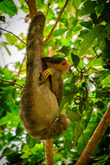 Sloth in the jungle of Surinam