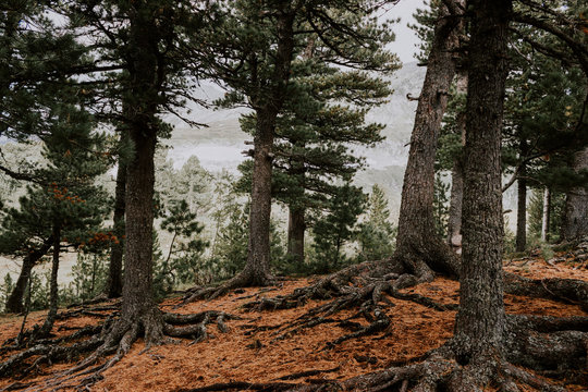 Fototapeta The roots of the trees and the yellow needles of the cedar forest