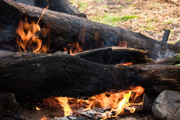 A large forest fire burns in the woods