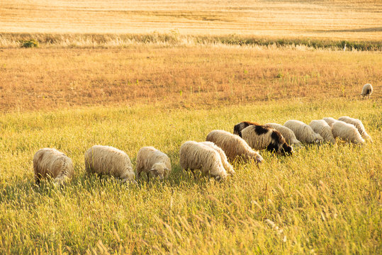 Sardegna, pecore al pascolo