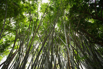 Bamboo jungle, wide angle lens shot; Guangdong province, south China; 