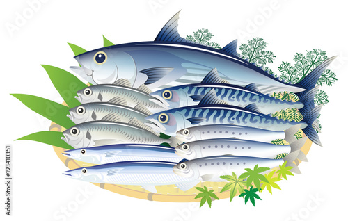 青魚 鰹 鯖 鯵 秋刀魚 鰯 白背景 Wall Mural Wallpaper Murals Aq Taro Images