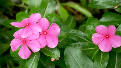 Tropical exotic plants and flowers on Bali island, Indonesia. Daylight, sunny day. Close-up plants, green background.