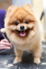 Grooming Pomeranian dog by professional groomer, hairdresser, dog haircut
