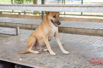 Thai dog  in the garden