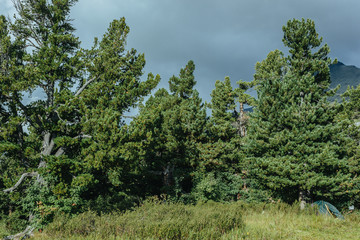 Green pine branches against the sky in the forest