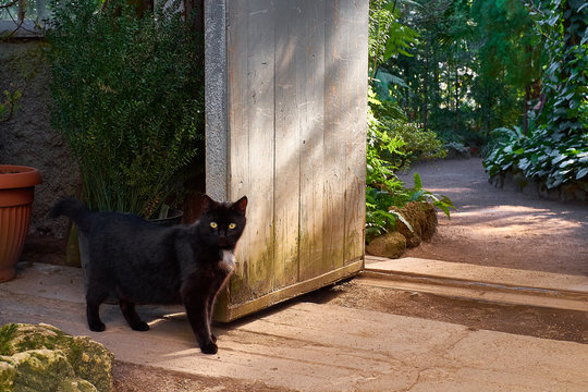 Curious Black Cat Infront Of Vintage Garden Doors With Bright Gr