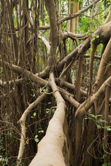 Tropical rainforest, - mangrove trees and branches;  Guangdong province, south China; 