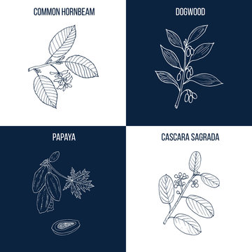 Set of four hand drawn eatable and medicinal plants