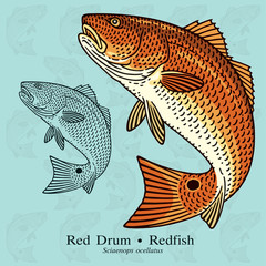Fototapeta premium Red Drum, Redfish. Vector illustration with refined details and optimized stroke that allows the image to be used in small sizes (in packaging design, decoration, educational graphics, etc.)