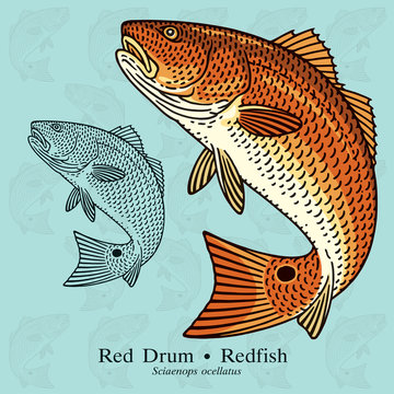 Red Drum, Redfish. Vector illustration with refined details and optimized stroke that allows the image to be used in small sizes (in packaging design, decoration, educational graphics, etc.)