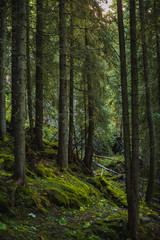 Fototapeta na wymiar A beautiful view of a typical green forest somewhere in Dolomites, Italy