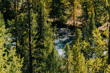 Green branches of conifer on the background of a mountain lake. Water surface through the branches of a tree.