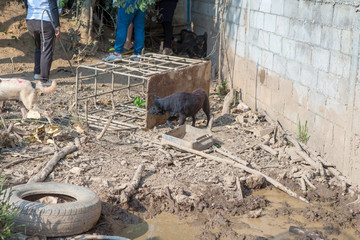 Thai dog  in the garden