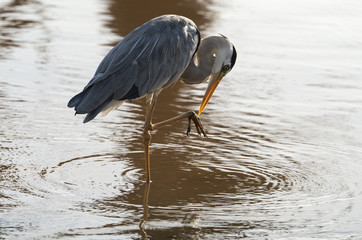 Heron cendré; Ardea cinerea, Grey Heron