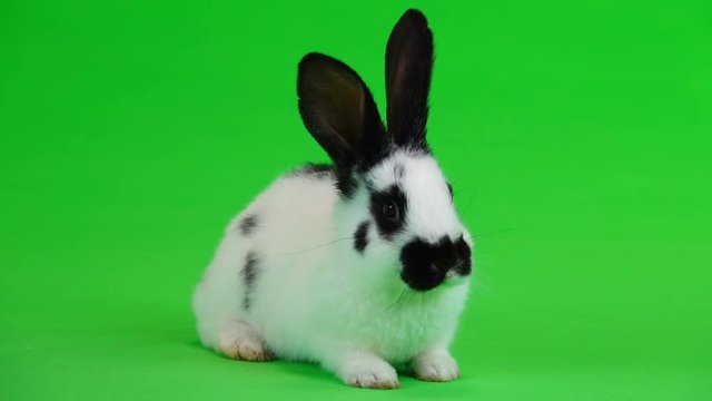 rabbit eats hay on a green screen
