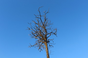 Árbol