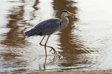 Heron cendré; Ardea cinerea, Grey Heron