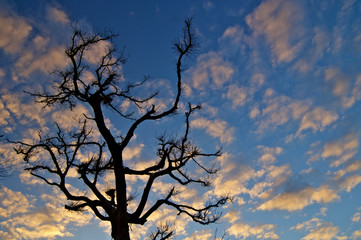Silhouette of tropical tree