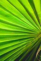 Obraz premium Abstract floral green background