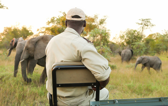 Conservation Tracker Guide Sitting On The Front Of A Safari Vehicle Looking At African Elephants In A Game Reserve