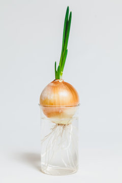 Sprouted bulb in transparent glass