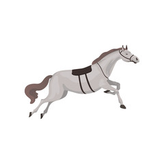 Grey thoroughbred horse, equestrian professional sport vector Illustration  