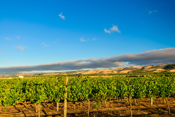 McLaren valley vineyards at sunset