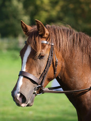 Horse In Bridle