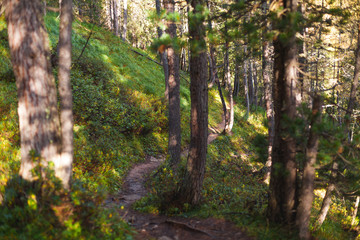 A beautiful view of a typical green forest somewhere in Dolomites, Italy