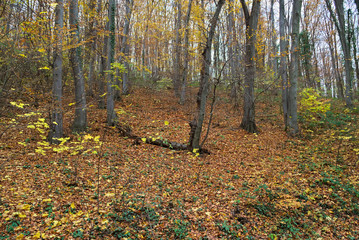 Scenic view in forest during autumn time
