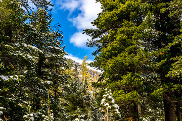 Snow in coniferous forest. The trees covered with snow and blue sky. Winter Sunny weather.
