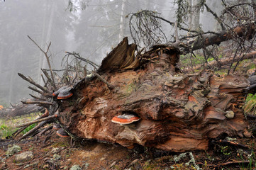 fallen rotten tree