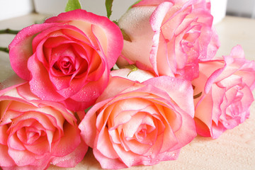 pink roses background abstraction