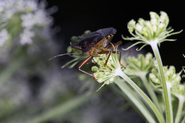 Insect lands on plant