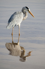 Heron cendré; Ardea cinerea, Grey Heron