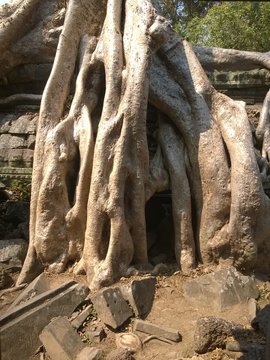 Angkor Wat in Siem Reap, Cambodia. Ancient ruins of Khmer stone temple overgrown with the roots and giant strangler fig trees