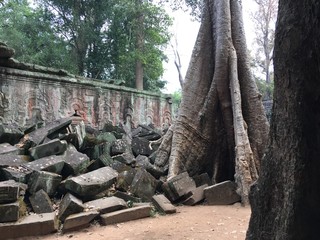 Angkor Wat in Siem Reap, Cambodia. Ancient ruins of Khmer stone temple overgrown with the roots and giant strangler fig trees